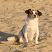 Jack Russell Terrier Clifford - Niederlande Cadzand DSC06190