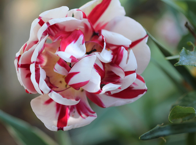 Tulipe fleur de pivoine