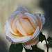 Rose "Tendresse"