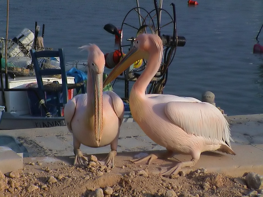Pelikane in Agia Napa