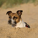 Jack Russell Terrier Rico - Niederlande Cadzand