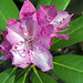 IMG 0710 Rhododendron
