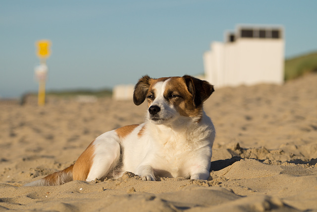 Jack Russell Terrier Clifford - Niederlande Cadzand DSC06115
