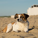 Jack Russell Terrier Clifford - Niederlande Cadzand DSC06115