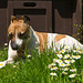 Jack Russell Terrier Rico DSC05787