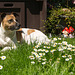 Jack Russell Terrier Rico DSC05785