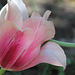 Tulipe blushing beauty 2
