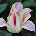 Tulipe blushing beauty 3