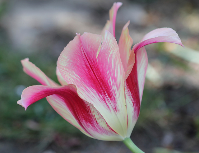 Tulipe blushing beauty 4