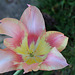 Tulipe blushing beauty 5