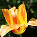 Tulipe Long Lady