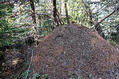 Ameisenhaufen - fourmilière  - anthill