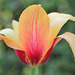 Tulipe Long Lady 2