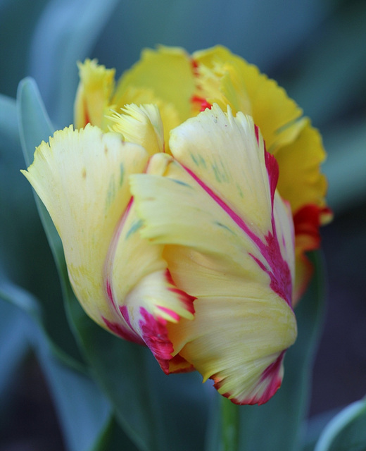 Tulipe perroquet jaune et rouge