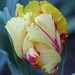 Tulipe perroquet jaune et rouge