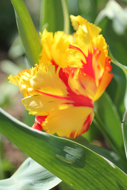 Tulipe perroquet jaune et rouge 2