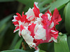 Tulipe perroquet rouge et blanche