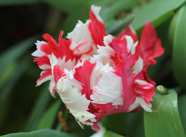 Tulipe perroquet rouge et blanche