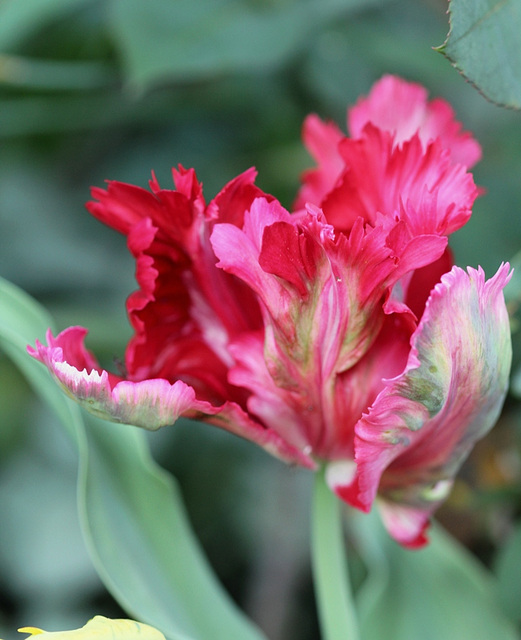 Tulipe perroquet rouge
