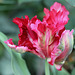 Tulipe perroquet rouge