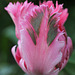 Tulipe perroquet rose 3