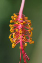 pistil hibiscus schizopetalus