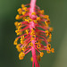 pistil hibiscus schizopetalus