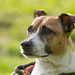 Jack Russell Terrier Rico DSC05512