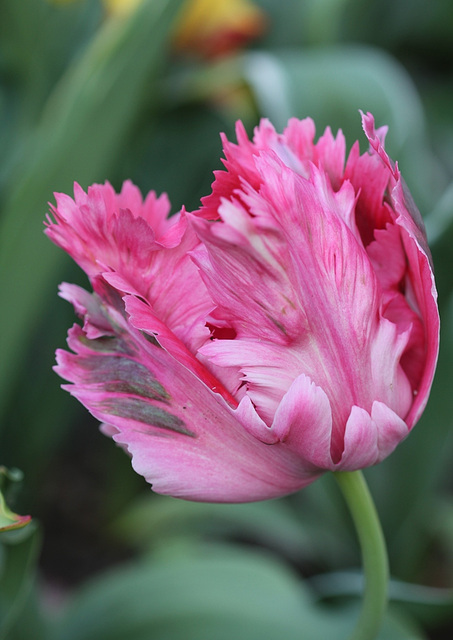 Tulipe perroquet rose 2