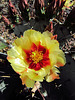 Cactus Flower (0132)