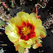 Cactus Flower (0132)
