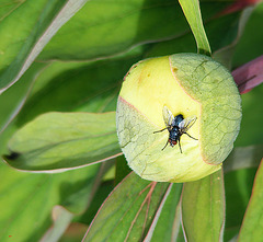 Perched on a peony