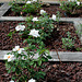 Roses blanches - 'Anne-Aymone Giscard d'estaing'