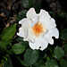 Rose blanche, 'Anne-Aymone Giscard d'estaing'