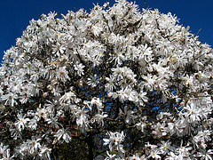 Blütenzauber - Magnolie