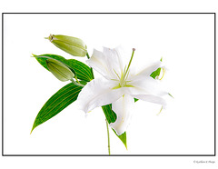 Asiatic Lily High Key