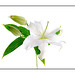 Asiatic Lily High Key
