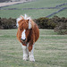 Pony im Dartmoor