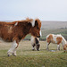 Ponys im Dartmoor