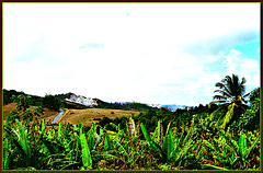Hillside Banana Field