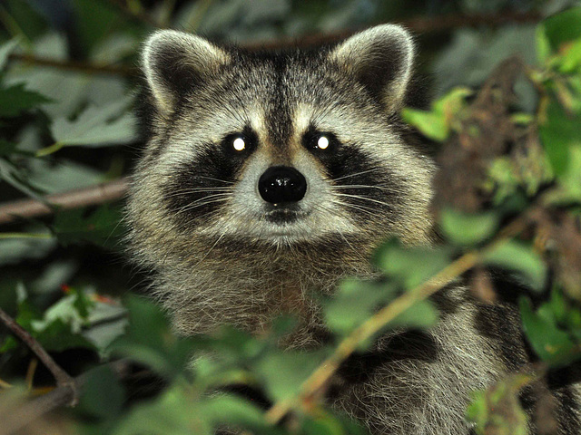 raccoon in the bush