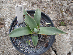 agave parryi P4021047