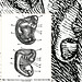Ear & Embryo