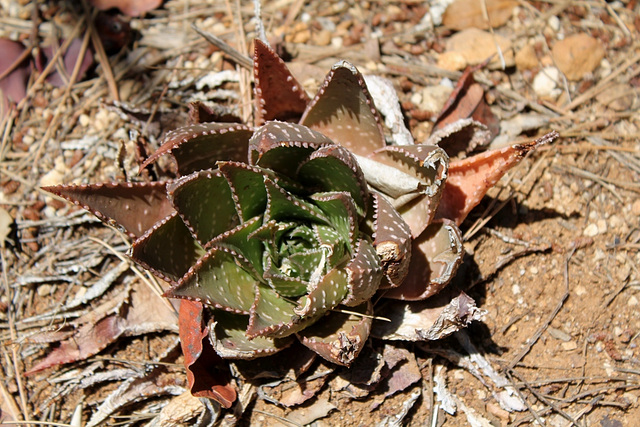 Aloe saponaria ( maculata )