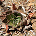 Aloe saponaria ( maculata )
