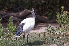 20110530 4645RTw [F] Heiliger Ibis (Syrmaticus aethiopicus), Parc Ornithologique, [Camargue]