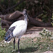 20110530 4645RTw [F] Heiliger Ibis (Syrmaticus aethiopicus), Parc Ornithologique, [Camargue]