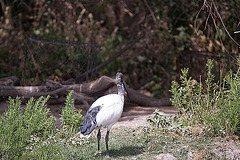 20110530 4644RTw [F] Heiliger Ibis (Syrmaticus aethiopicus), Parc Ornithologique, [Camargue]