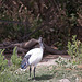 20110530 4644RTw [F] Heiliger Ibis (Syrmaticus aethiopicus), Parc Ornithologique, [Camargue]