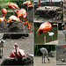 Zoo Dresden - So schnell wachsen Flamingos